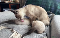 Ragdoll cats for sale: Beautiful Pure Ragdoll Kittens - Image 9