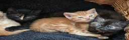 Mixed Breed cats for sale: Adorable Female kittens - Advert 1
