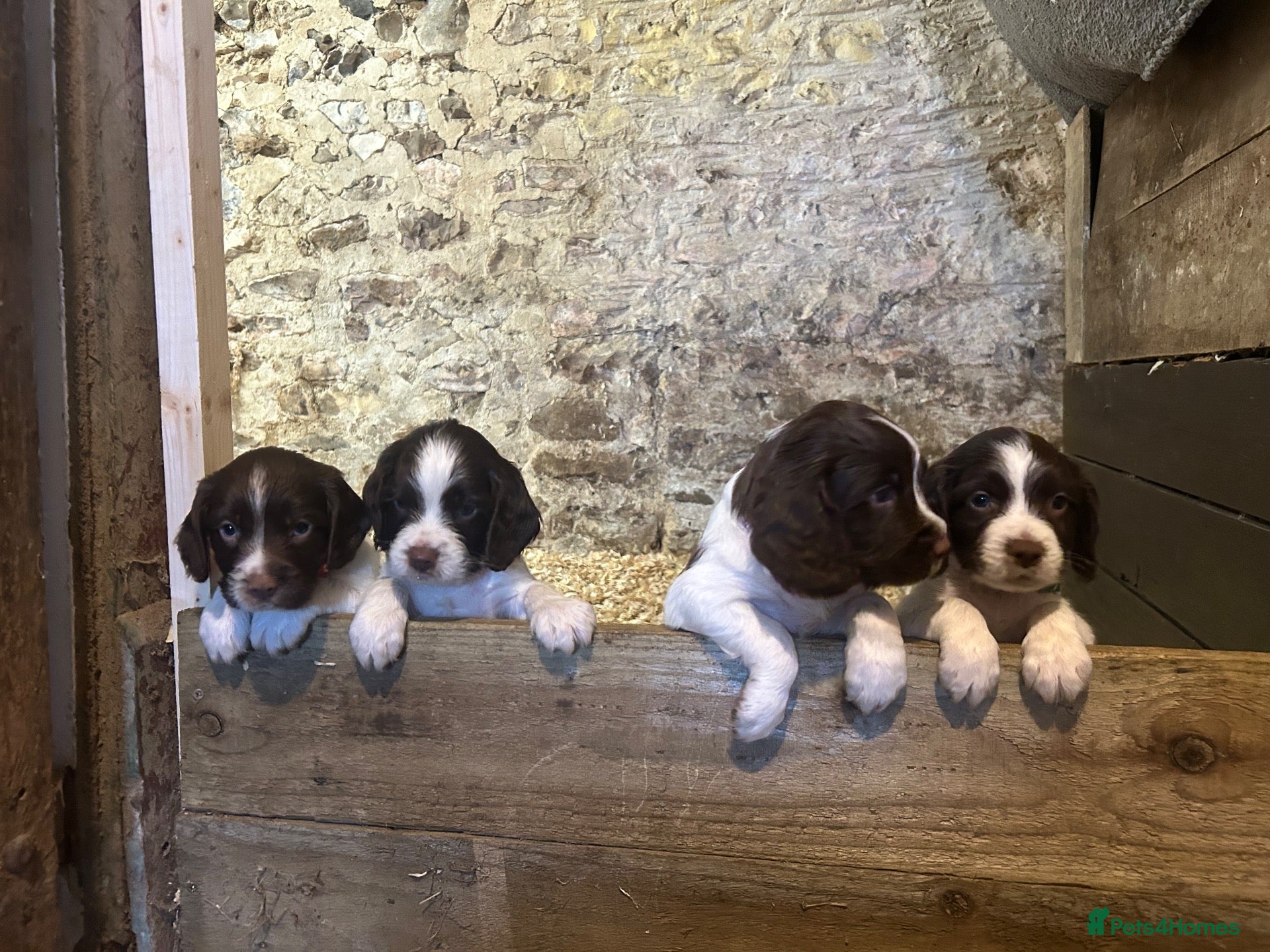 English Springer Spaniel dogs  Beautiful Pedigree springer spaniels  - Advert 1