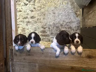 English Springer Spaniel dogs Beautiful Pedigree springer spaniels - Advert 1