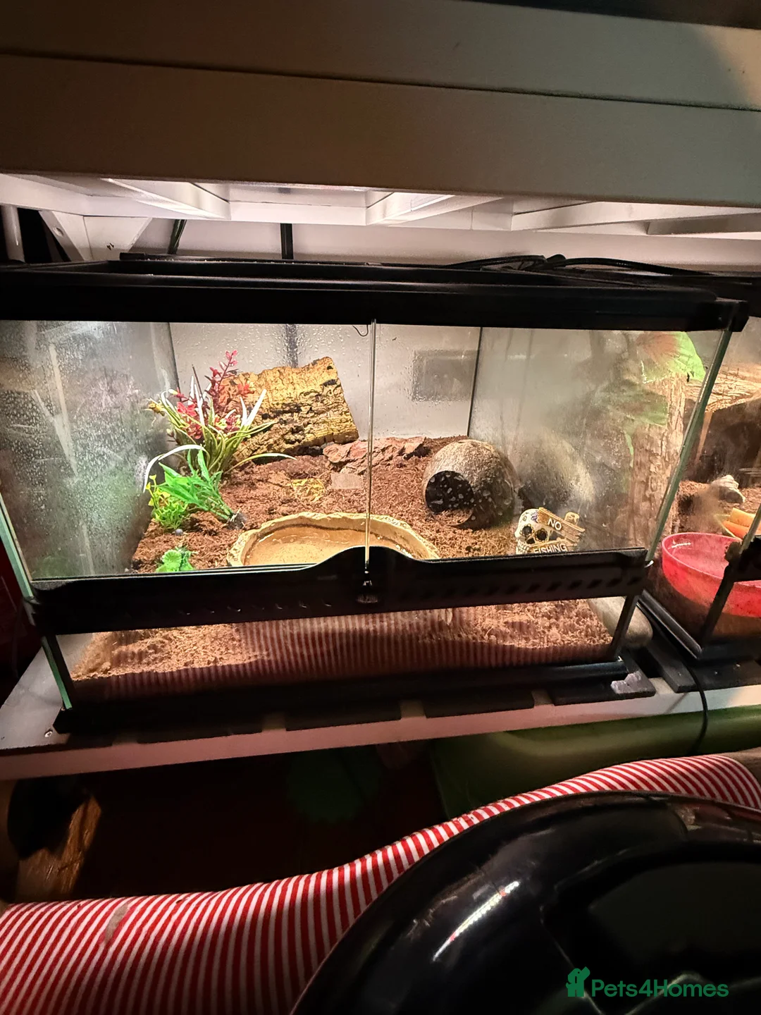 Frog reptiles for sale: Pac-Man and set up for sale  - Advert 1