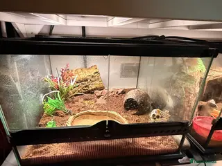 Frog reptiles Pac-Man and set up for sale - Advert 1