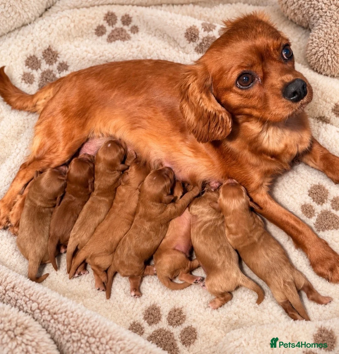 Cavapoo dogs for sale: Stunning F1 Cavapoo's 🧬 Health Tested Parents - Advert 5