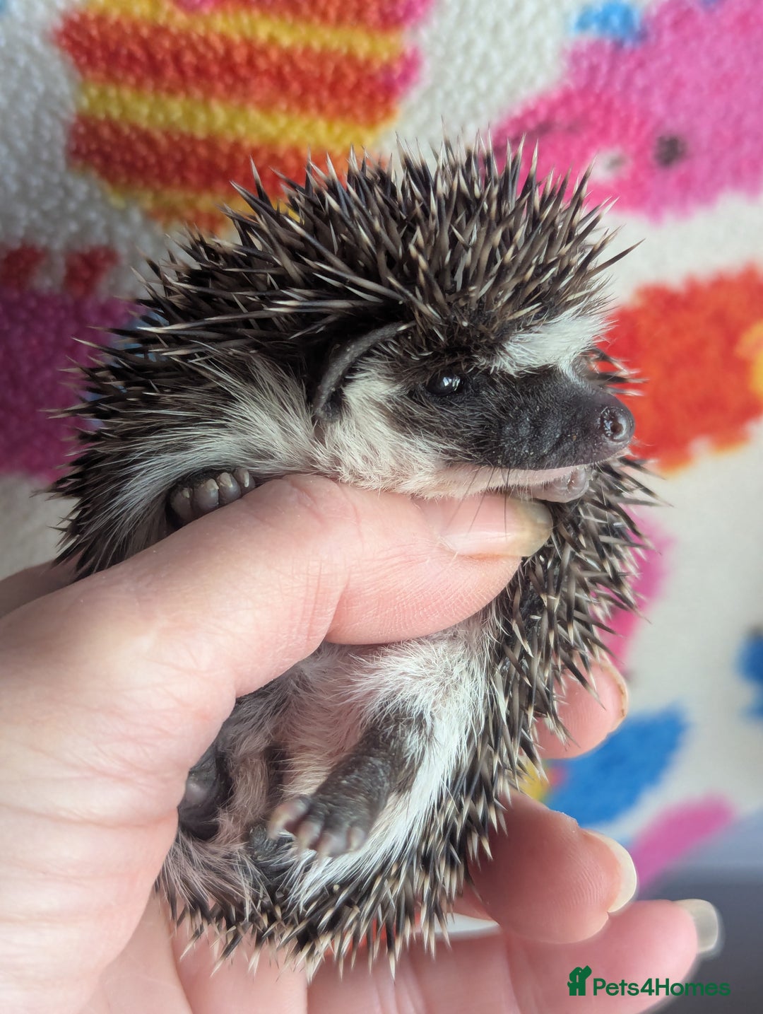 Pygmy Hedgehog rodents for sale: Gorgeous Baby Hoglets/ Ready to Reserve!!! - Advert 12