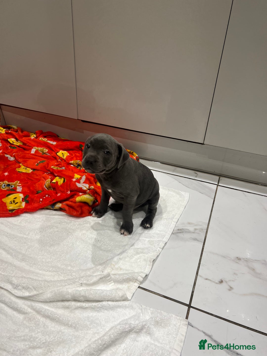 Staffordshire Bull Terrier dogs for sale: READY TO GO 2x BEAUTIFUL BLUE BOYS - Image 6