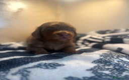 Miniature Dachshund dogs for sale: 3 Beautiful miniature longhair dachshund puppies - Image 16