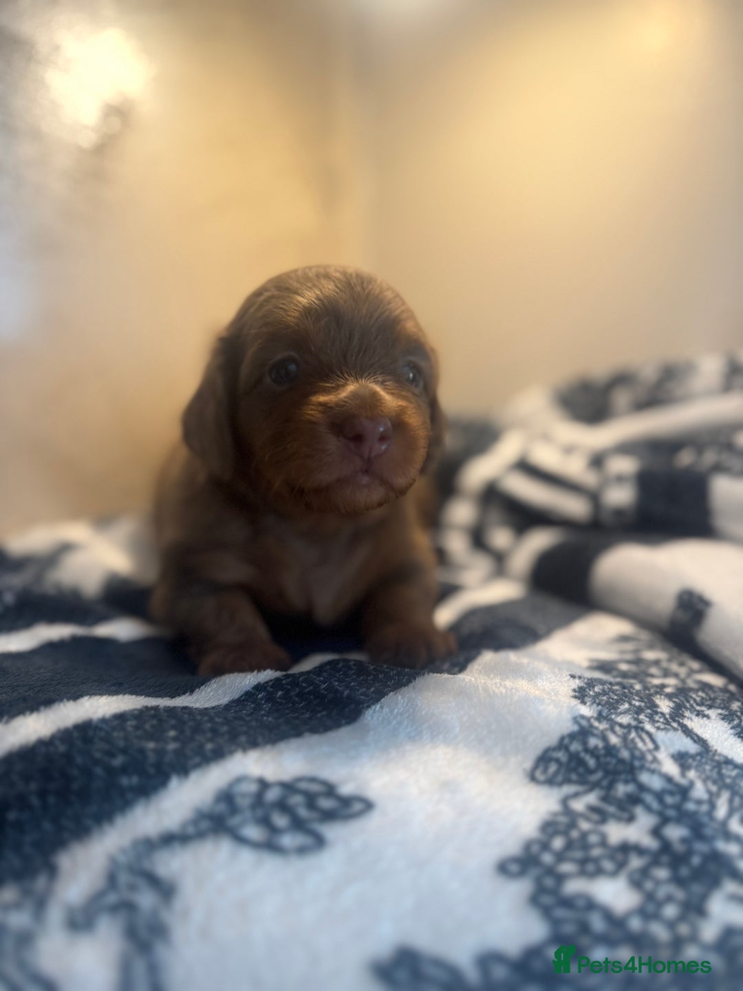 Miniature Dachshund dogs for sale: 3 Beautiful miniature longhair dachshund puppies - Image 16