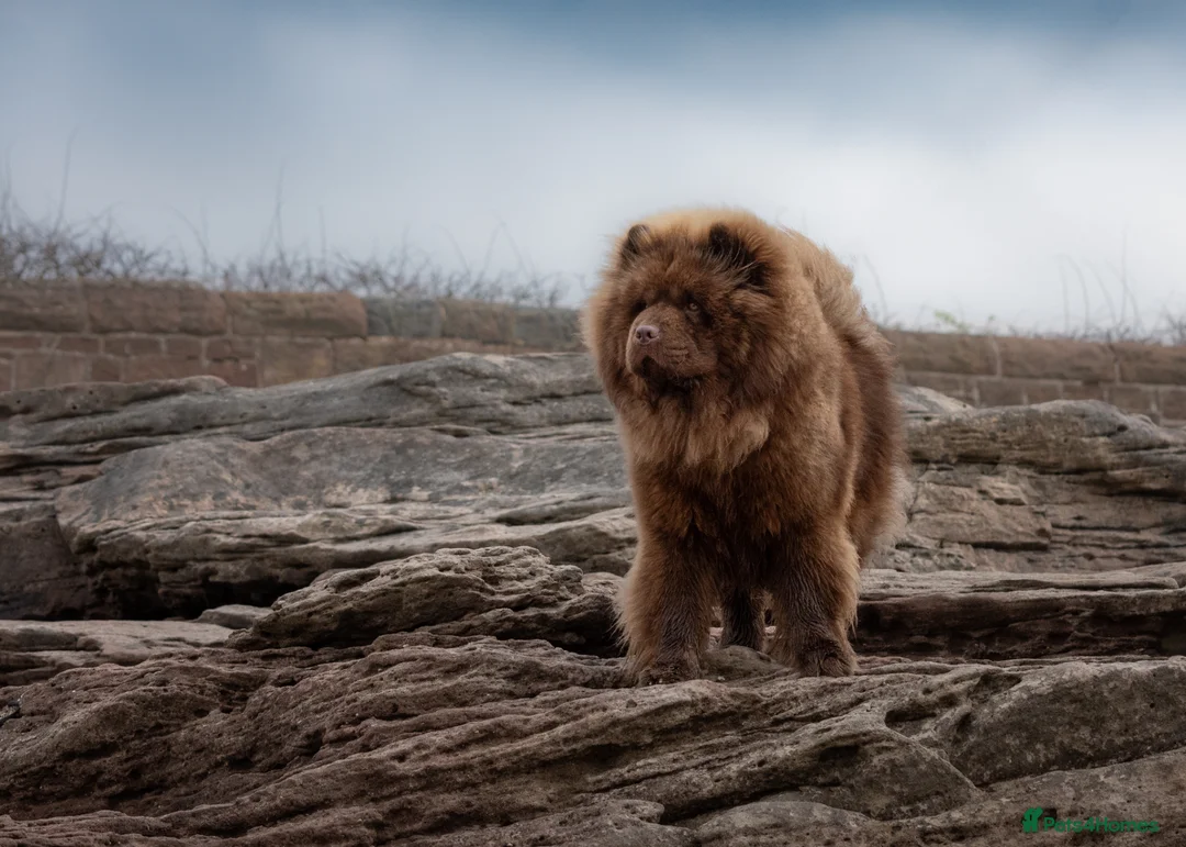 Chow Chow dogs for stud: Luca – Stunning Chocolate Chow Chow. - Advert 5