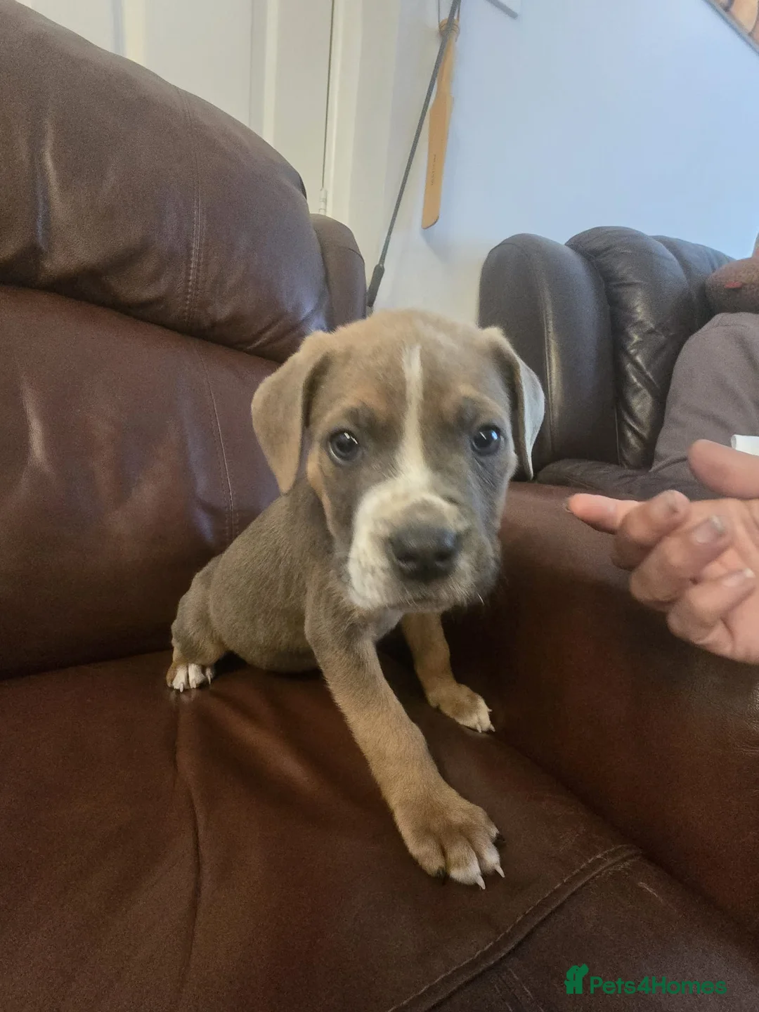 Mixed Breed dogs for sale: amazing corso x pocket bullys ready now  - Advert 37