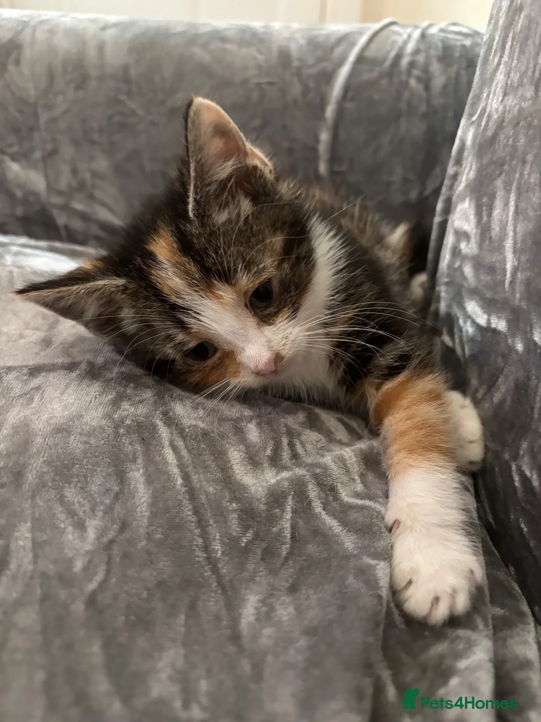 Mixed Breed cats for sale: BENGAL X TABBY FEMALE KITTEN in Walsall - Advert 2