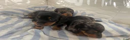 Dachshund dogs for sale: Dashound puppies  - Advert 3