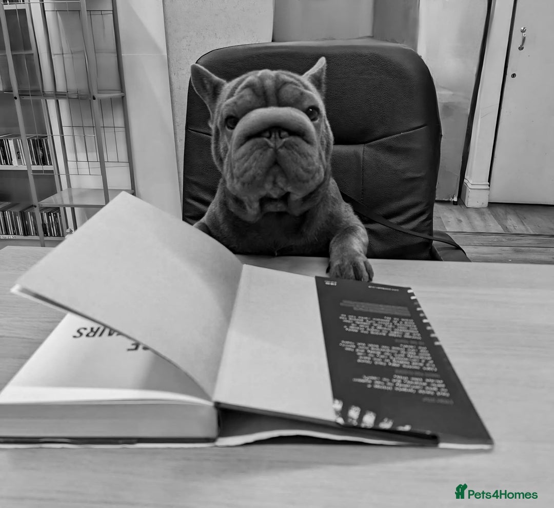 French Bulldog dogs for stud:  Elite Micro  Blue Frenchie Stud - Advert 18