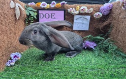 Continental Giant rabbits for sale: Pure Continental Giant Vaccinated  - Image 24