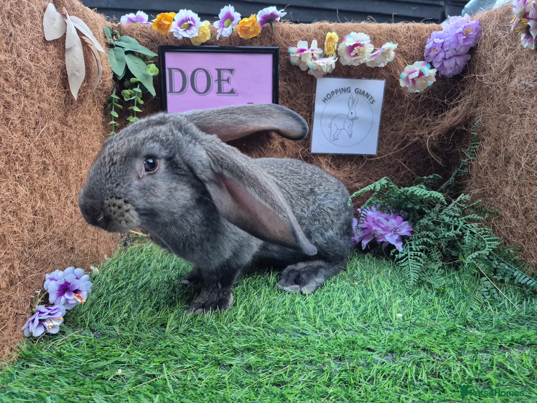 Continental Giant rabbits for sale: Pure Continental Giant Vaccinated  - Image 24