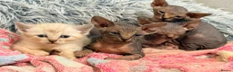 Sphynx cats for sale: Stunning litter of Sphynx kittens (hairless & fur) - Advert 2