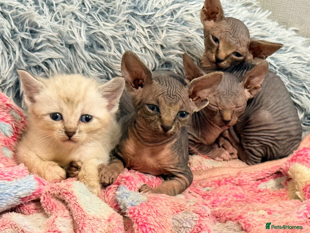 Sphynx cats for sale: Stunning litter of Sphynx kittens (hairless & fur) - Advert 2