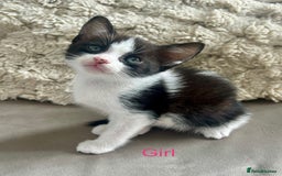 Domestic Shorthair cats for sale: 4 beautiful kittens looking for forever homes  - Image 7
