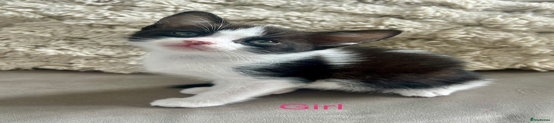 Domestic Shorthair Kitten 4