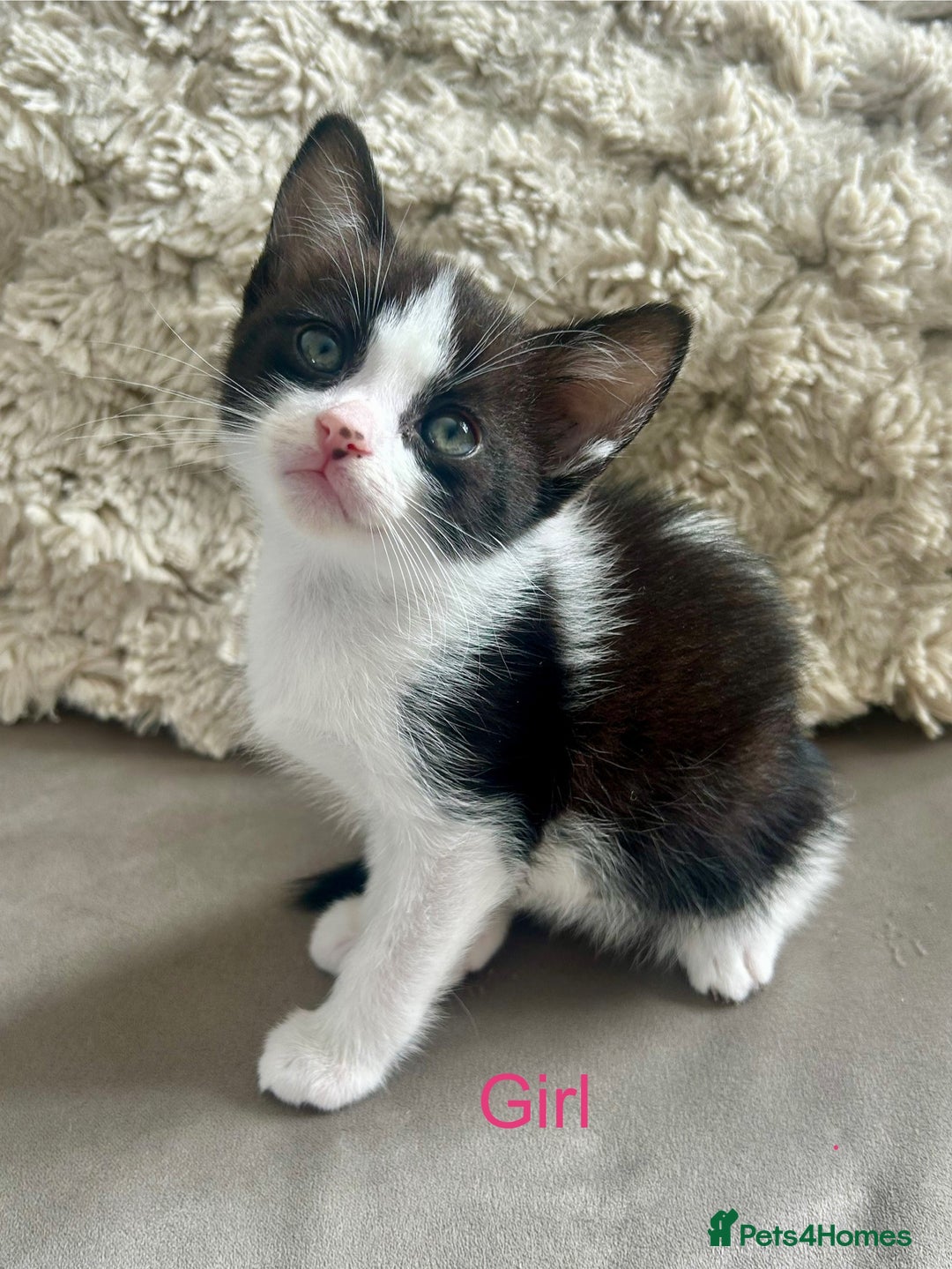 Domestic Shorthair cats for sale: 4 beautiful kittens looking for forever homes  - Image 7