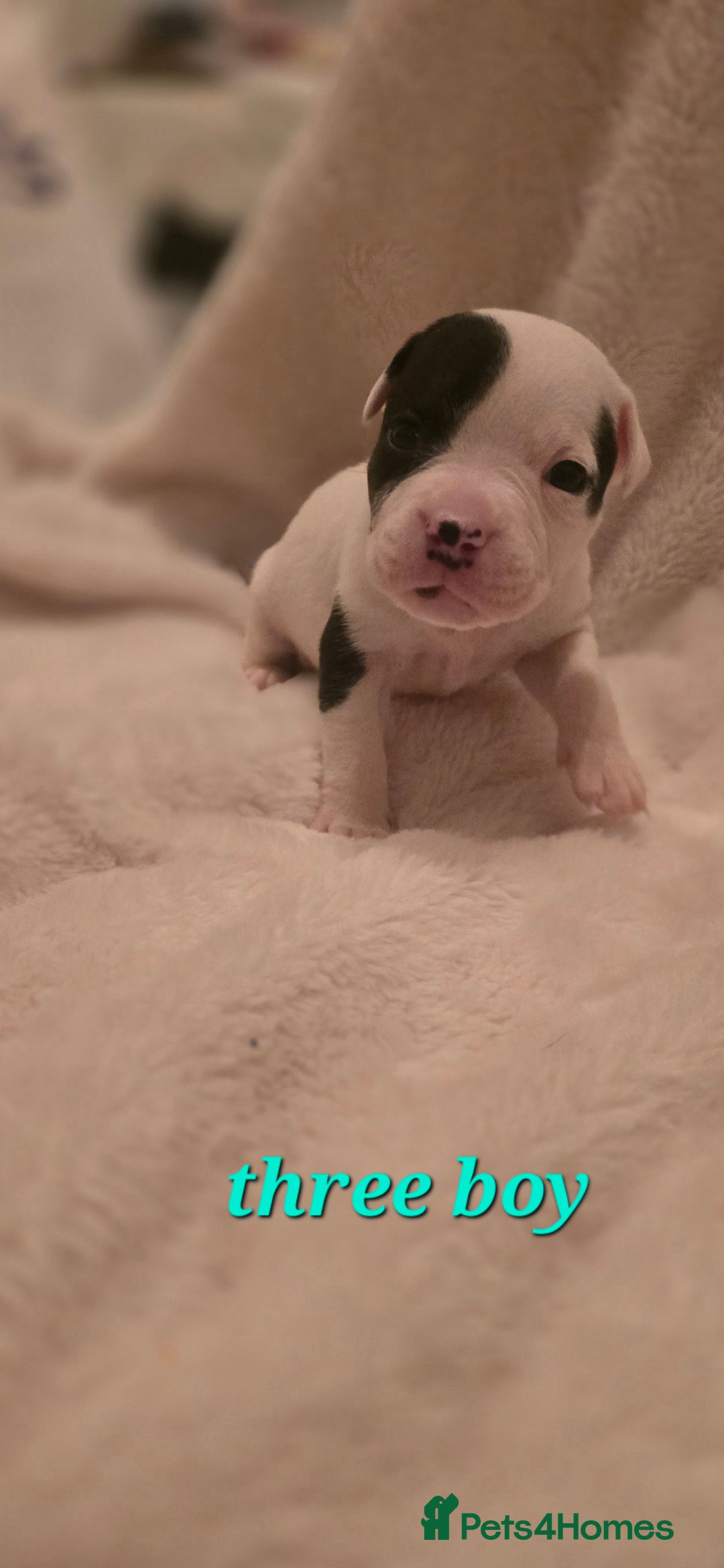 Mixed Breed dogs for sale: Olde english × staffie pups  - Advert 8