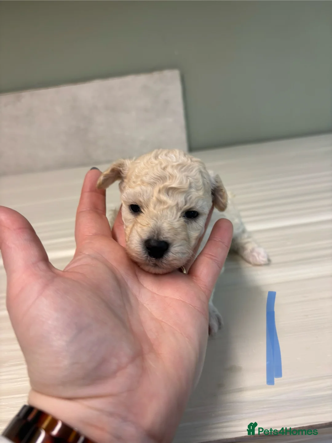 Poochon dogs for sale: One boy remaining - Advert 22