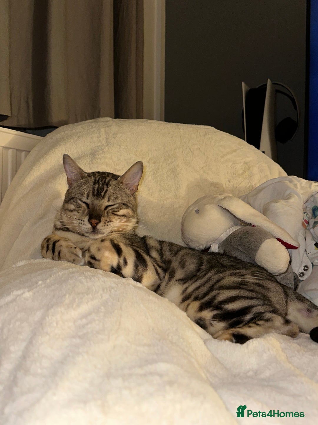 Bengal cats for sale: Neutered male silver Bengal   - Advert 2