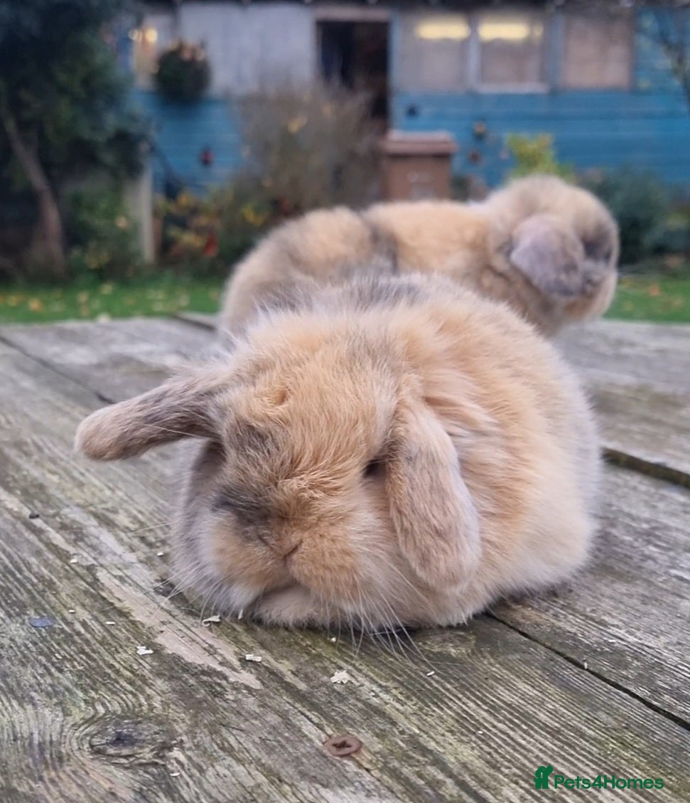 Mini Lop rabbits *Gorgeous baby mini lops, boys and girls* - Advert 15