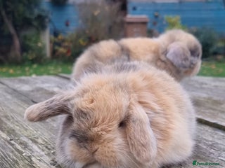 Mini Lop rabbits *Gorgeous baby mini lops, boys and girls* - Advert 15