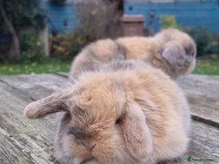 Mini Lop rabbits *Gorgeous baby mini lops, boys and girls* - Advert 17