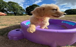 Golden Retriever dogs for sale: Golden Retriever Puppies - Image 8