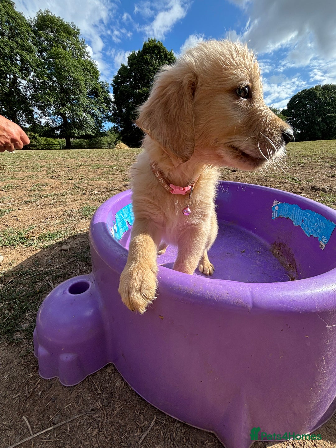 Golden Retriever dogs for sale: Golden Retriever Puppies - Image 8
