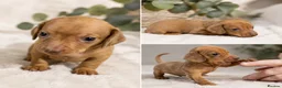 Dachshund dogs for sale: Beautiful miniature dachunds (Home Raised) - Advert 6