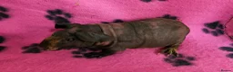 Guinea Pig rodents for sale: Skinnys Werewolfs & Lakelands Available  - Advert 5