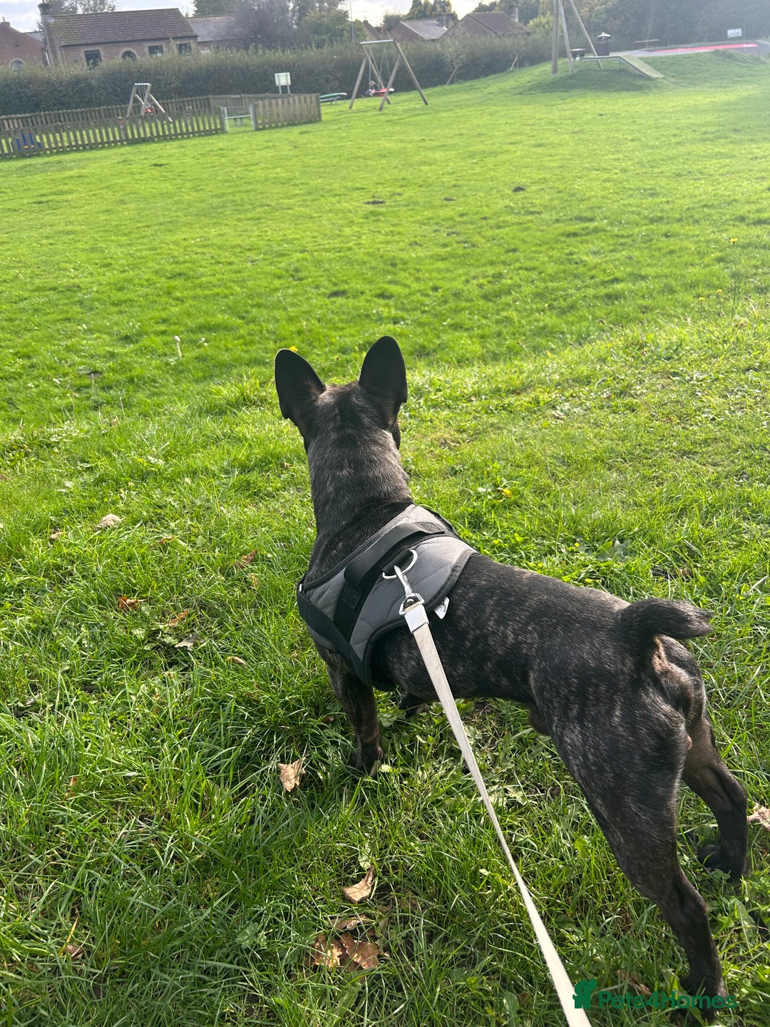 Mixed Breed dogs for sale: 3 year old male Frenchie cross staffy - Image 3