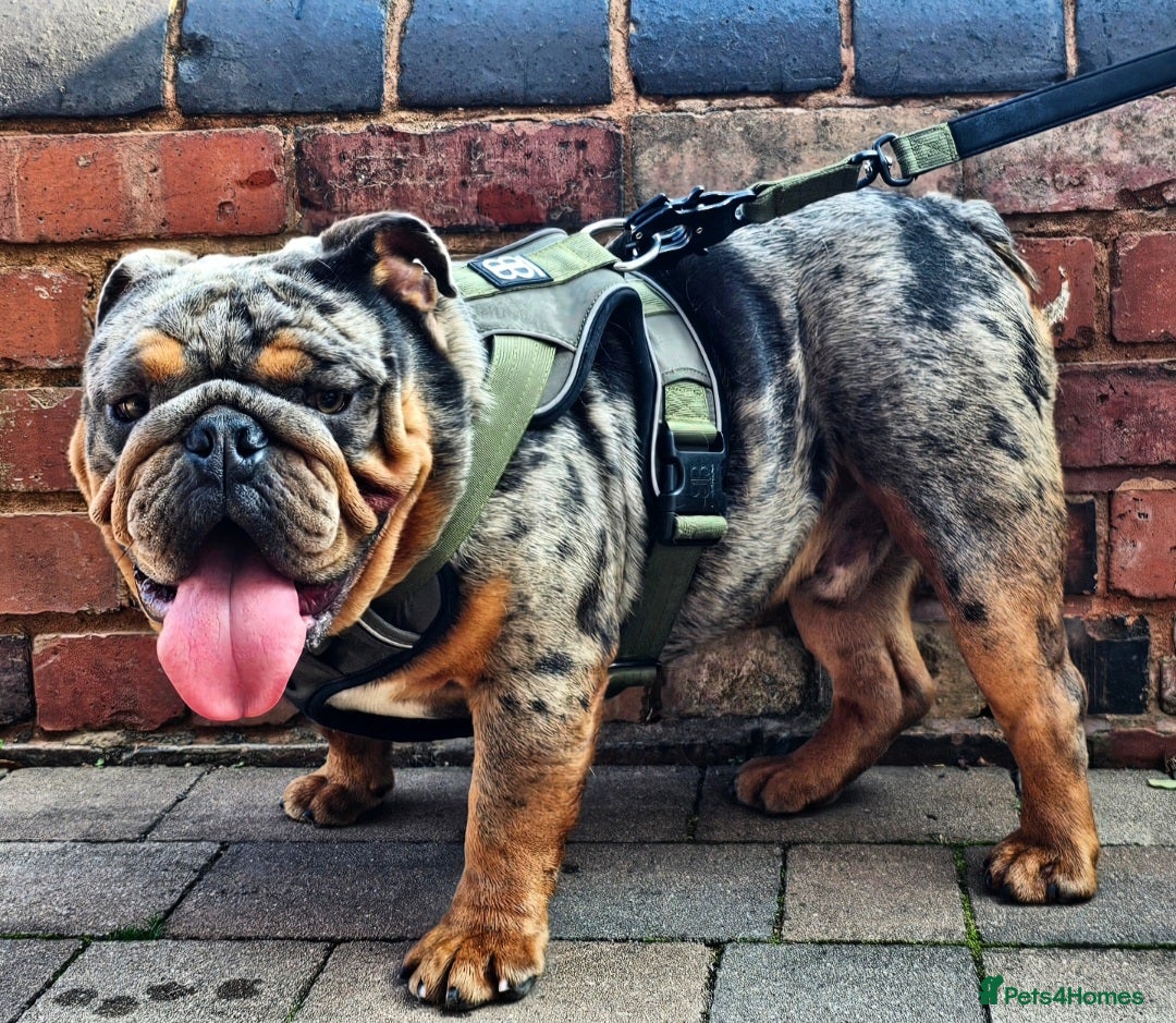 English Bulldog dogs **RogueRoyales Stud Famous** Health Tested Clear  in Wolverhampton - Advert 10