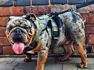 English Bulldog dogs **RogueRoyales Stud Famous** Health Tested Clear in Wolverhampton - Advert 3