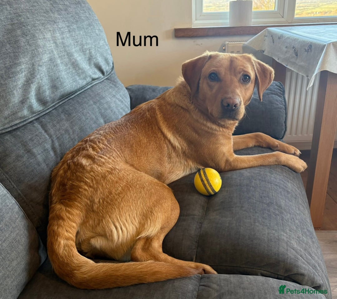 Labrador Retriever dogs for sale: Labrador puppy’s  - Advert 6