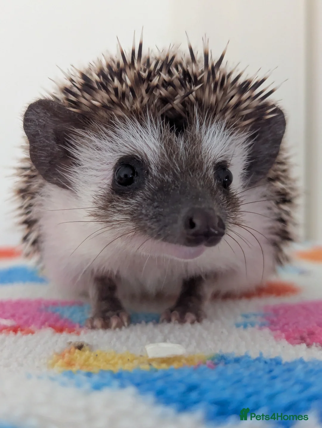 Gallery Image {{count}}