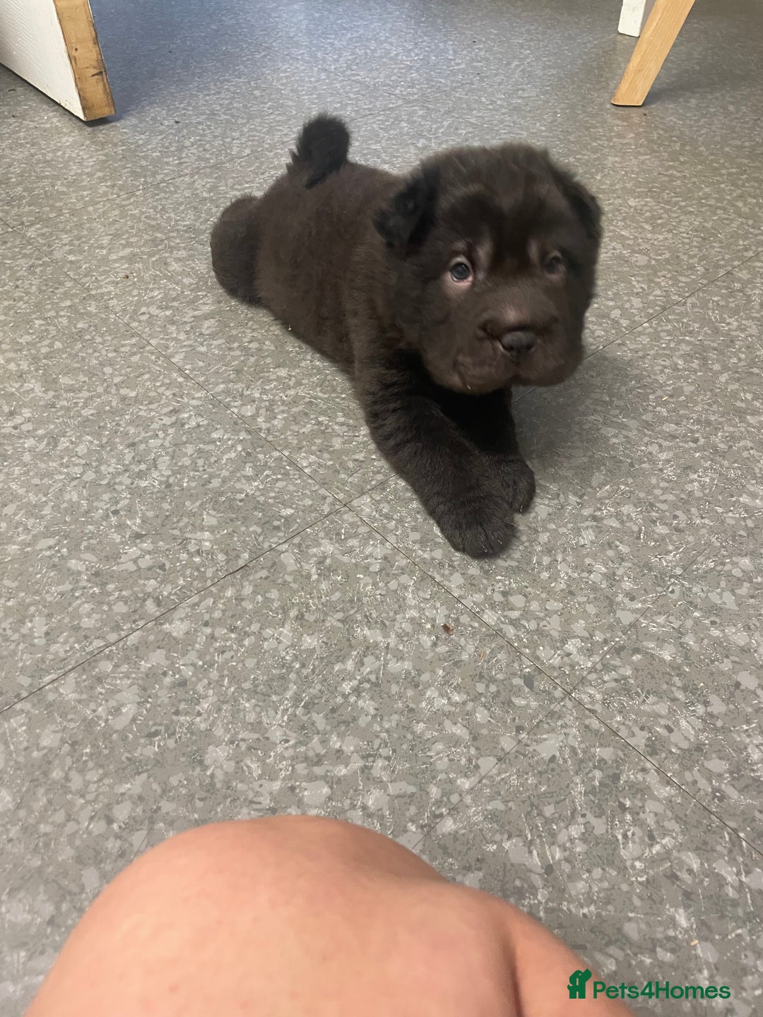 Shar Pei dogs for sale: Shar pei - Image 7