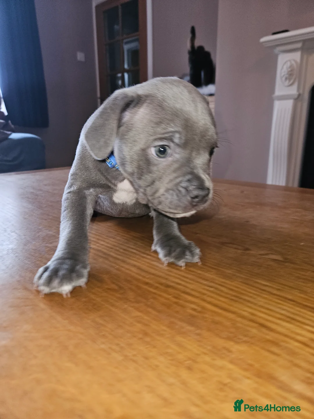 Staffordshire Bull Terrier dogs for sale: Blue staffordshire bull terrier pups - Advert 11
