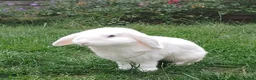 Mini Lop rabbits for sale: White mini-lop seeing a lovely home  in Farnham - Advert 3