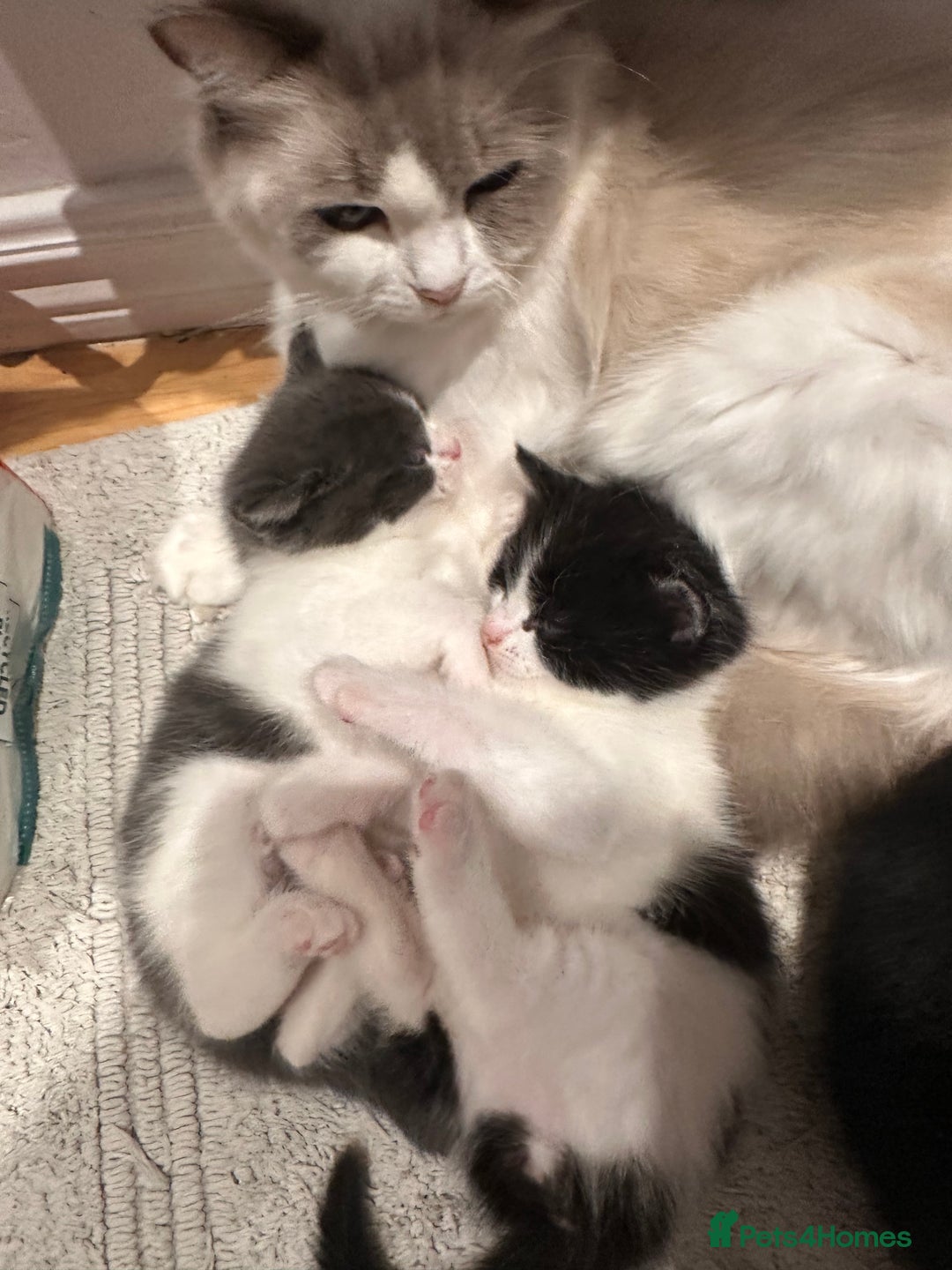 Ragdoll cats for sale: Adorable Ragdoll cross Male Kitten Available  - Advert 5