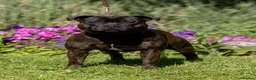 Staffordshire Bull Terrier dogs for stud: Placed 3rd at Crufts 2026 red & blue carrier stud  - Advert 4