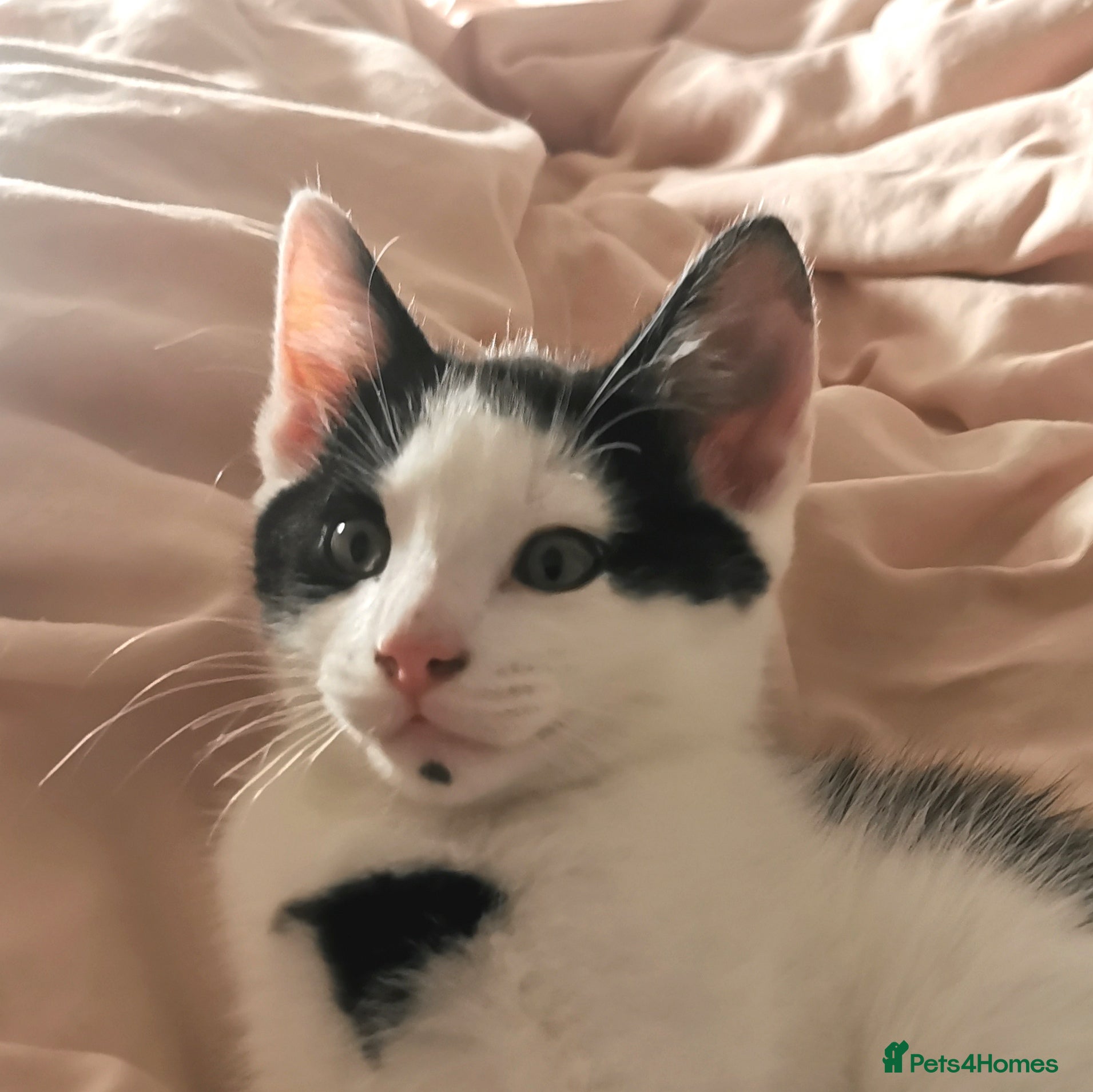 Mixed Breed cats for sale: Gorgeous, sweet natured & very playful kittens in London - Advert 31