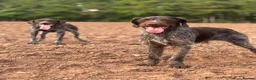 German Wirehaired Pointer dogs for stud: German Wirehaired Pointer at Stud - Advert 6