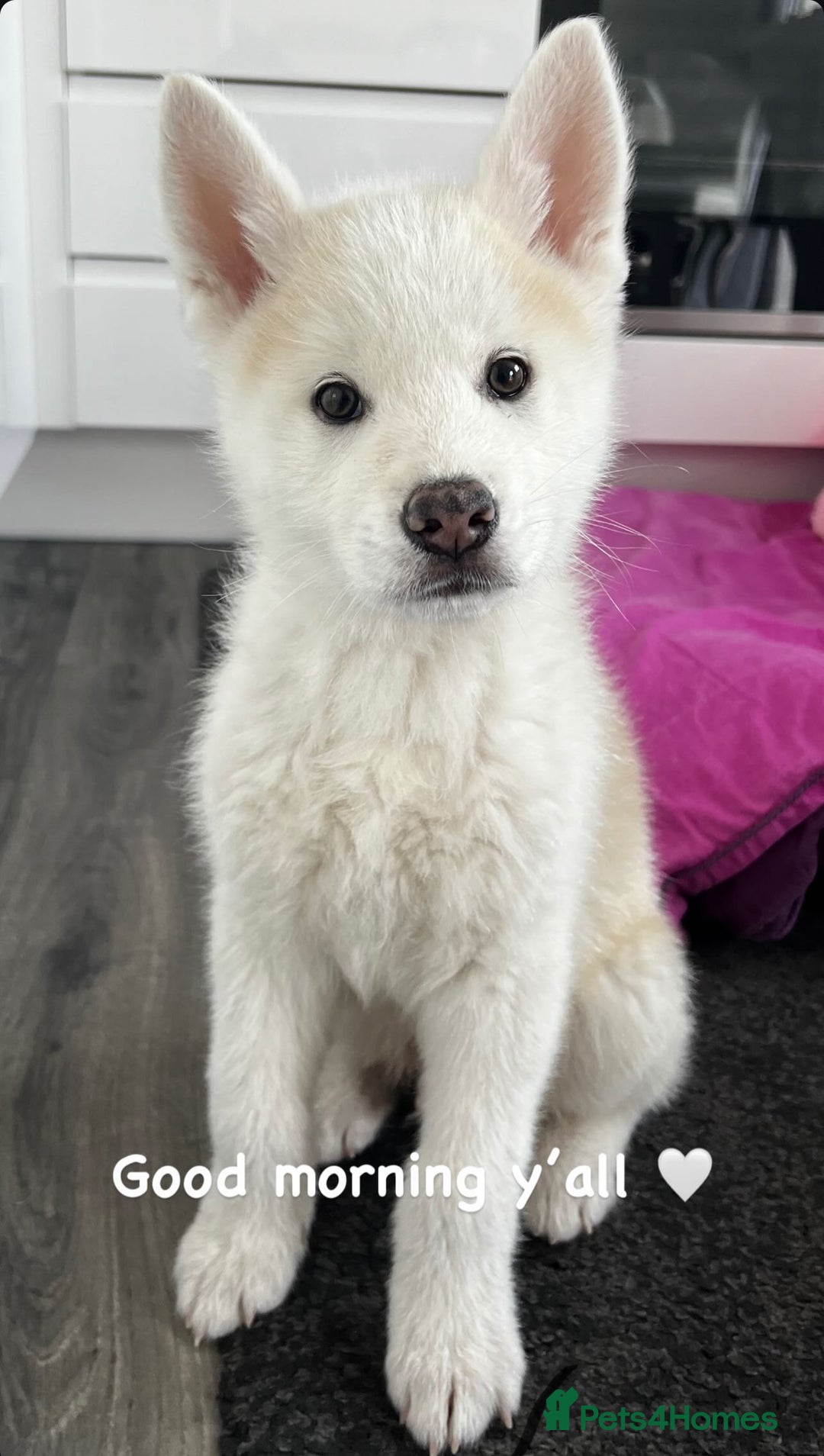 Japanese Akita Inu dogs for sale: Akai  - Advert 8