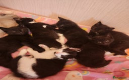 Mixed Breed cats for sale: 6 kittens for sale - Image 2