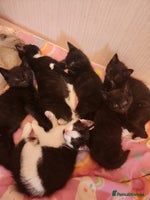 Mixed Breed cats - Advert 8