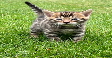 Bengal cats - Advert 4