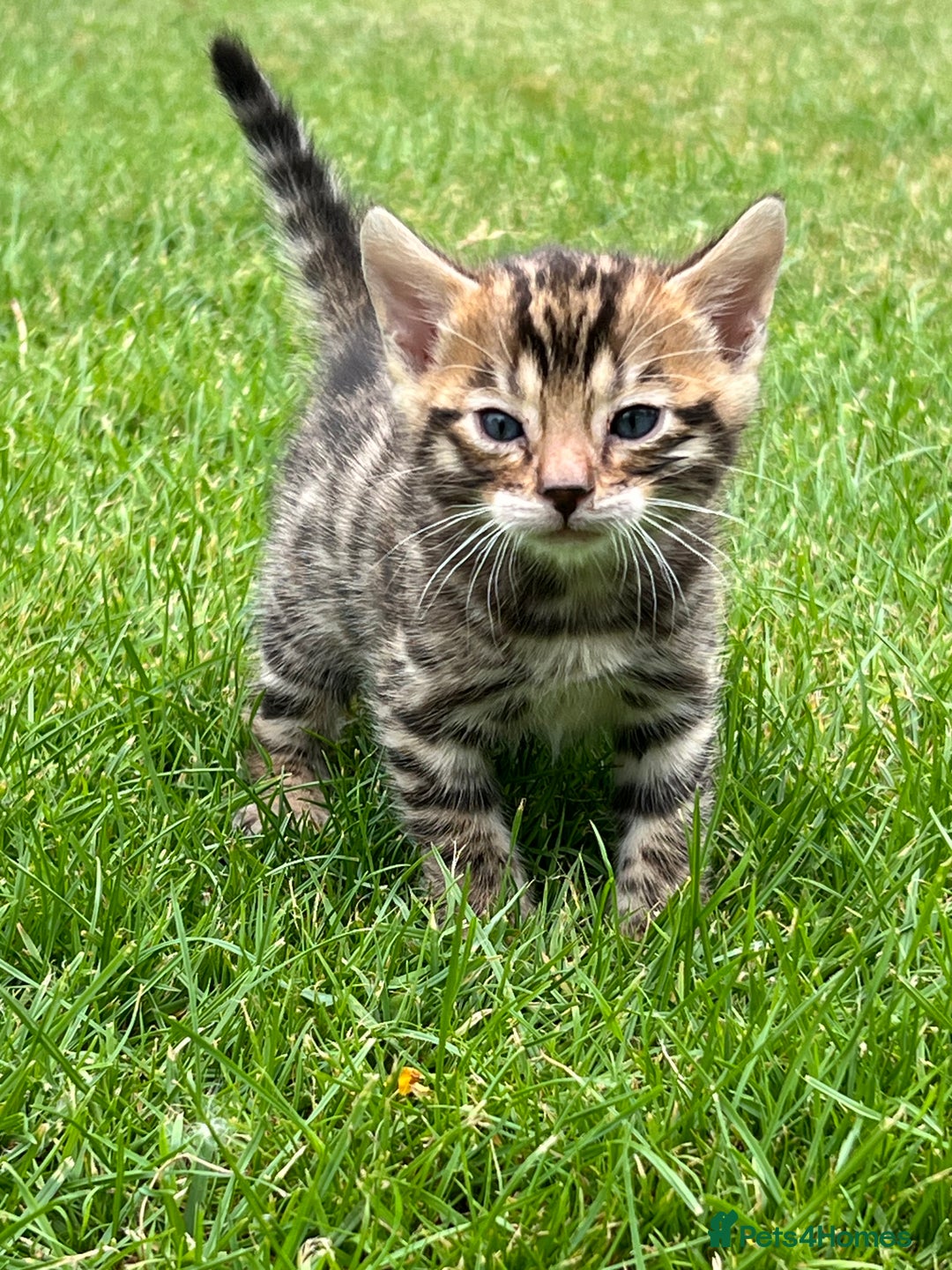 Bengal cats for sale: Tica registered baby Bengal Boys  - Image 2